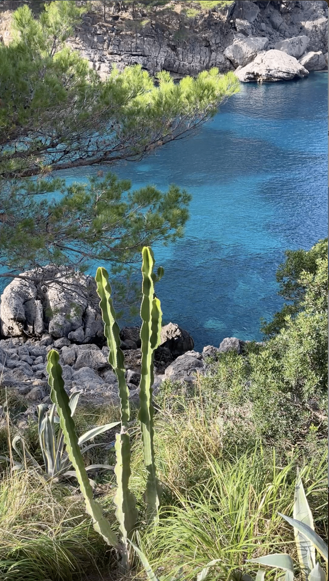 Mallorca coastal olive grove above turquoise sea